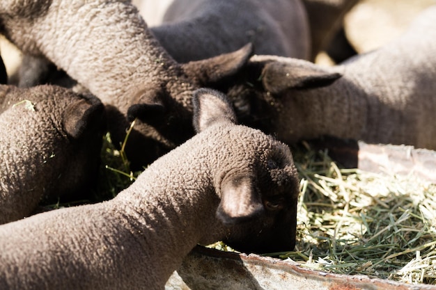 サフォークは春に地元の農場で子羊を飼っています。