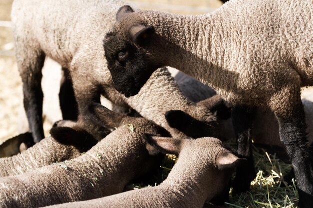 Suffolk lamds on a local farm in Spring.