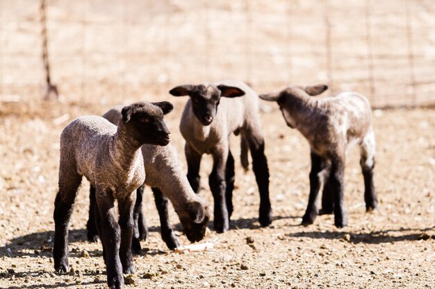 Suffolk schapen met lam op een lokale boerderij in het voorjaar.