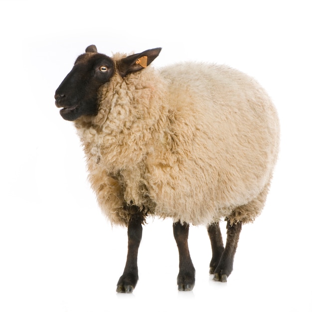 Suffolk Sheep in front of a white background