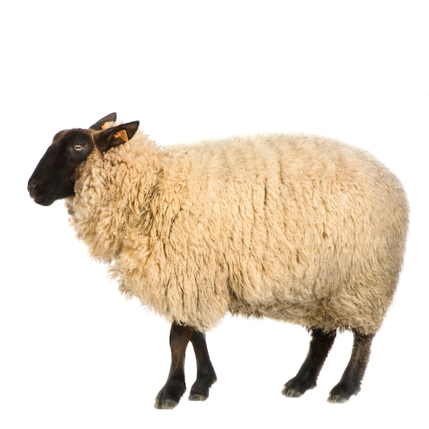 Photo suffolk sheep in front of a white background