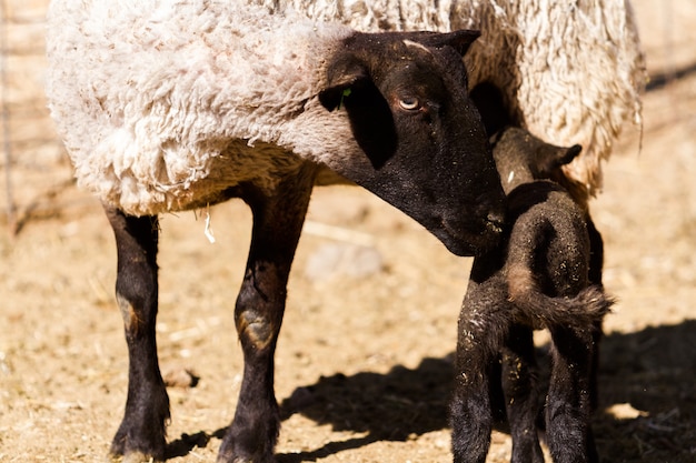 Suffolk sheep with lamb on a local farm in Spring.