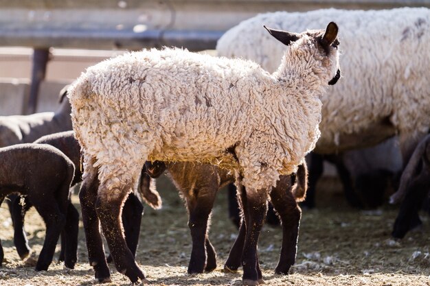 Suffolk sheep with lamb on a local farm in Spring.