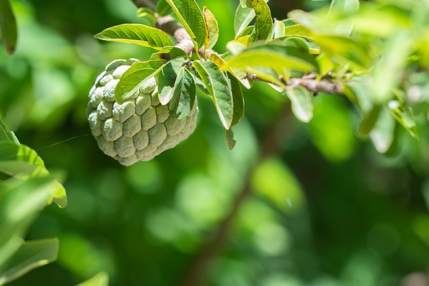 Sugar Apple or Custard Apple on tree