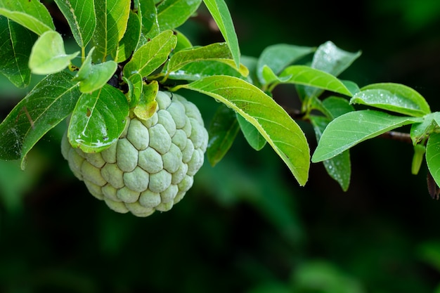 Sugar Apple or Custard Apple on tree