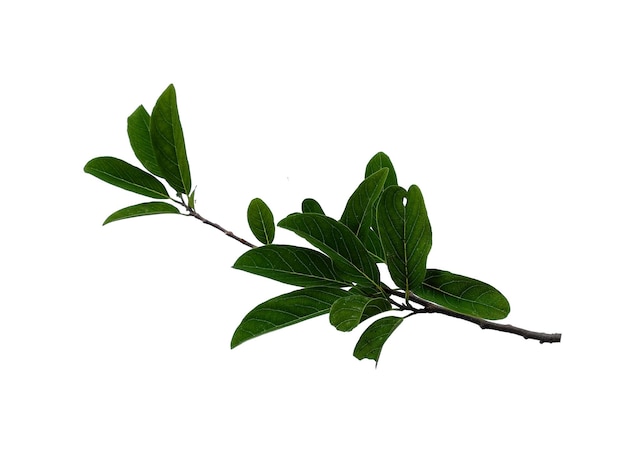 Sugar apple leaf or Annona squamosa on white background