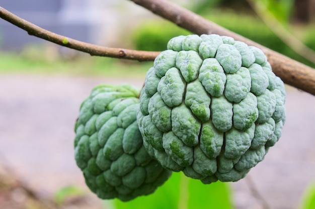 Sugar Apple