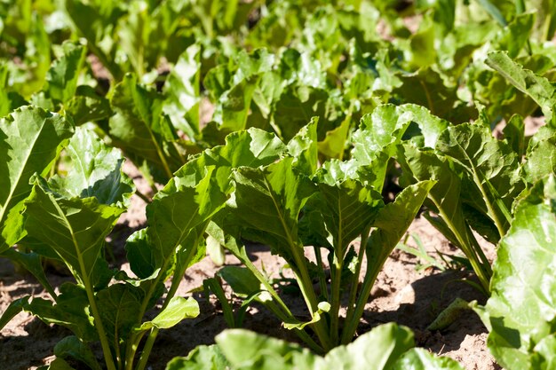 Sugar beet cultivation