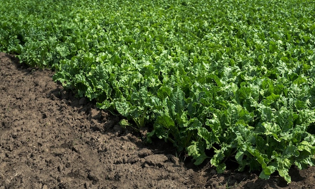 sugar beet field green shiny leaves