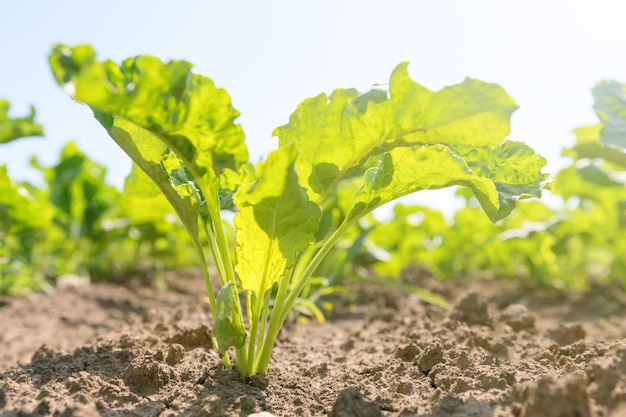 Sugar beet field Green sugar beets in the ground