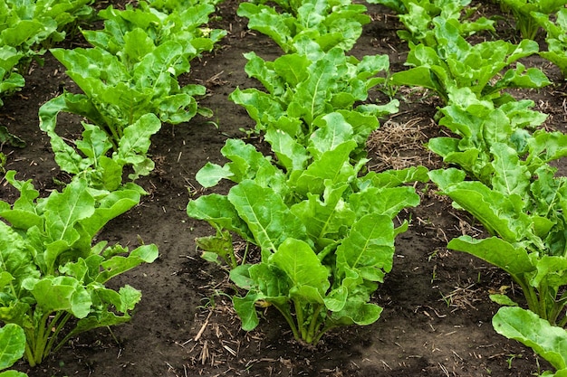 Sugar beet field Sugar beet closeup at field