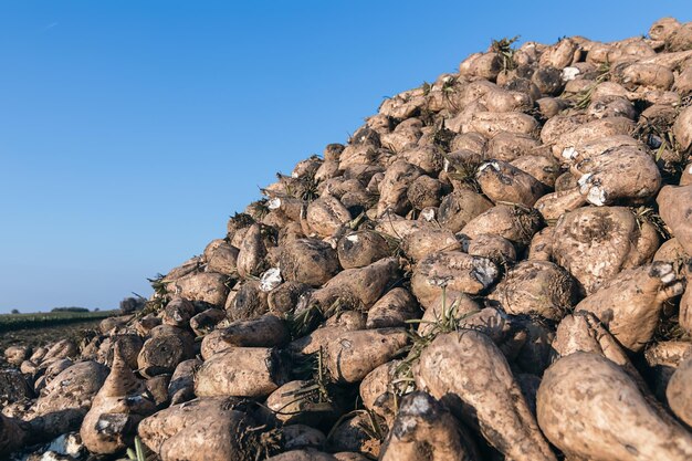 Sugar beet harvest. The pile of sugar beet.