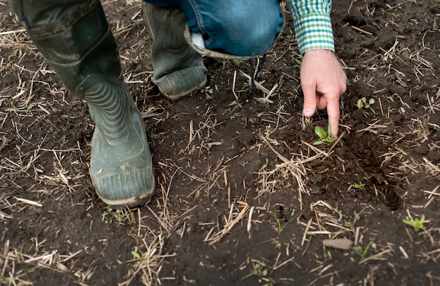 Sugar beet sprout in a human hand