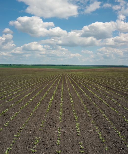 Sugar beet sprouts on a cultivated agricultural field and cloudly sky