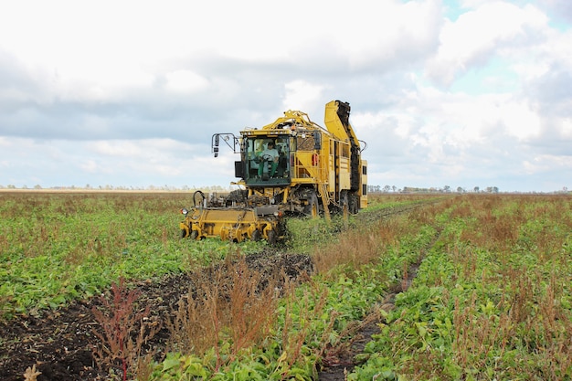 Sugar beet transported to the farm