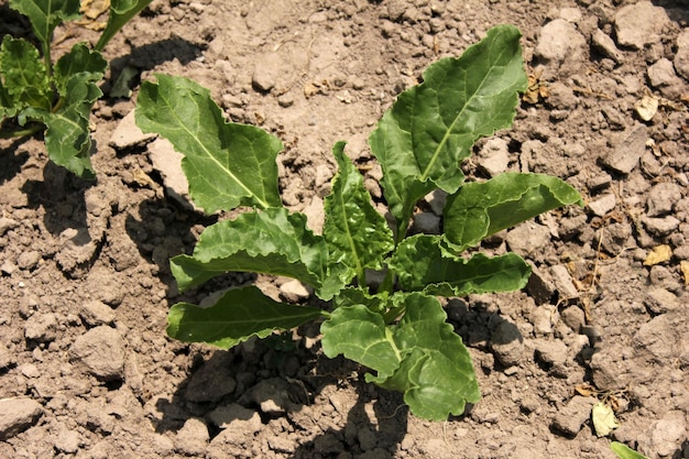 sugar beet