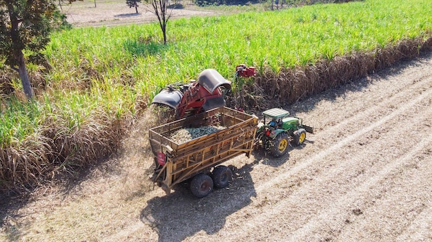 sugar cane cutter