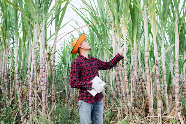 Foto il coltivatore di canna da zucchero cammina per ispezionare gli alberi di canna da zucchero nella fattoria.