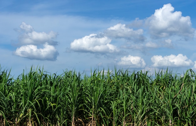 Sugar cane field with blue sky and cloud in thailand