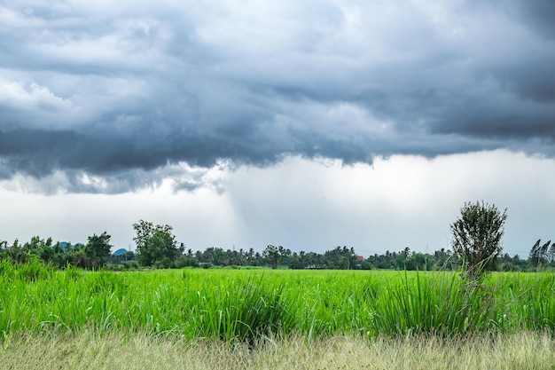 Sugar cane field with rainy