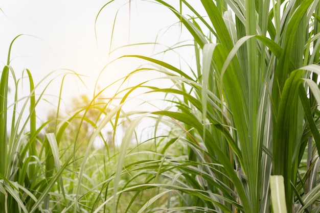 Sugar cane field with soft light.