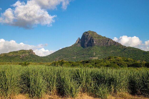 Foto campi di canna da zucchero e montagne sull'isola di mauritius