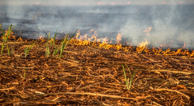 Photo sugar cane fire plantation