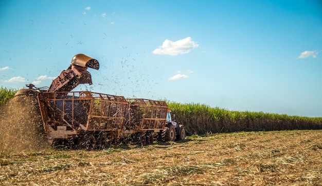 Sugar cane hasvest plantation