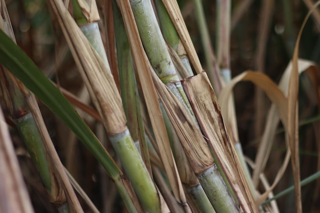 Sugar cane, India