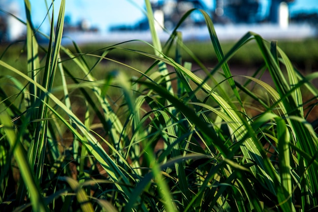 Sugar cane industry