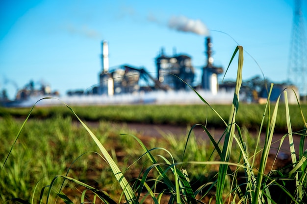 Foto industria della canna da zucchero