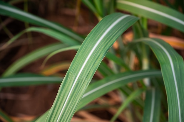 Sugar cane leaf