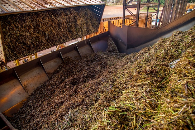 Foto linea di canna da zucchero