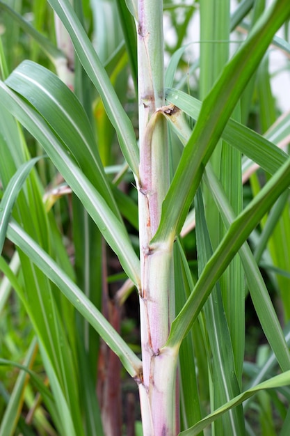 緑の葉とサトウキビ植物