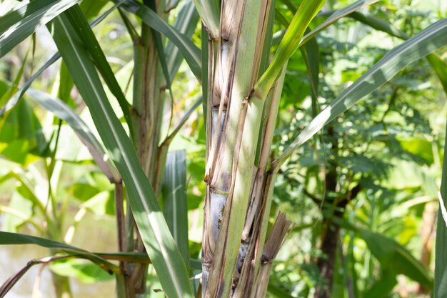 Foto pianta di canna da zucchero con foglie verdi