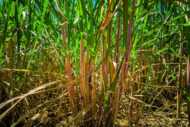 Sugar cane plantation in Brazil.