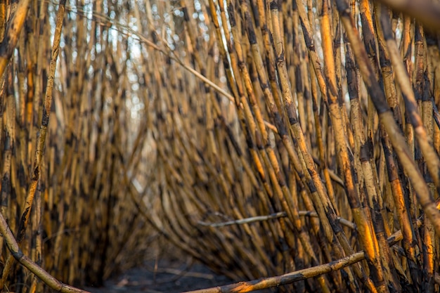 Sugar cane plantation burned