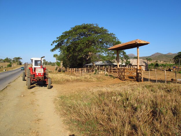 Sugar cane plantation, Cuba