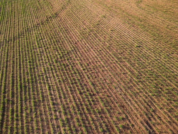 Vista dall'alto del tramonto dell'azienda agricola della piantagione di canna da zucchero