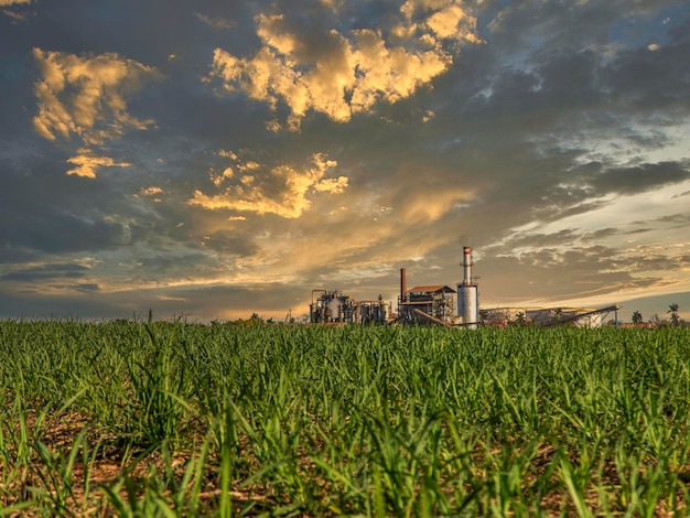 Sugar cane plantation farm sunset usine in background