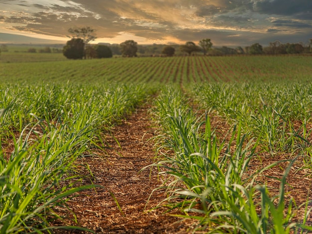 Фото Ферма плантации сахарного тростника на закате усине в фоновом режиме