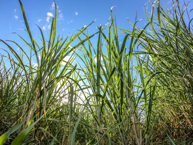 サトウキビ農園日没