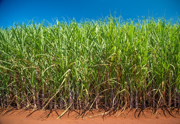 Sugar cane plantation