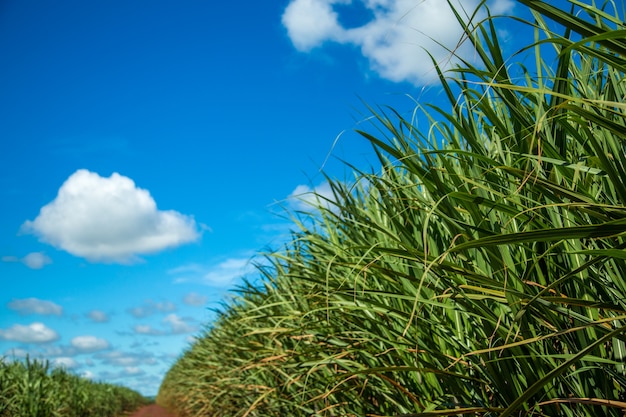 Sugar cane plantation