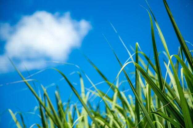 Sugar cane plantation