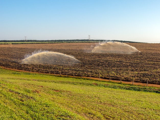 Sugar cane planting irrigation in Brazil