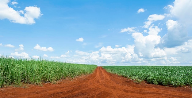 Photo sugar cane and soy plantation on sunny day