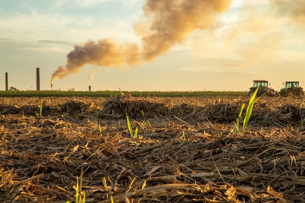 Sugar cane sunset