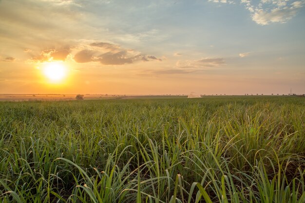 Sugar cane sunset