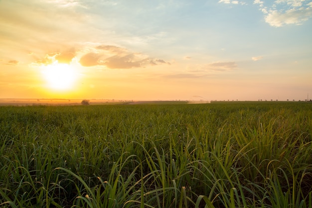 Sugar cane sunset